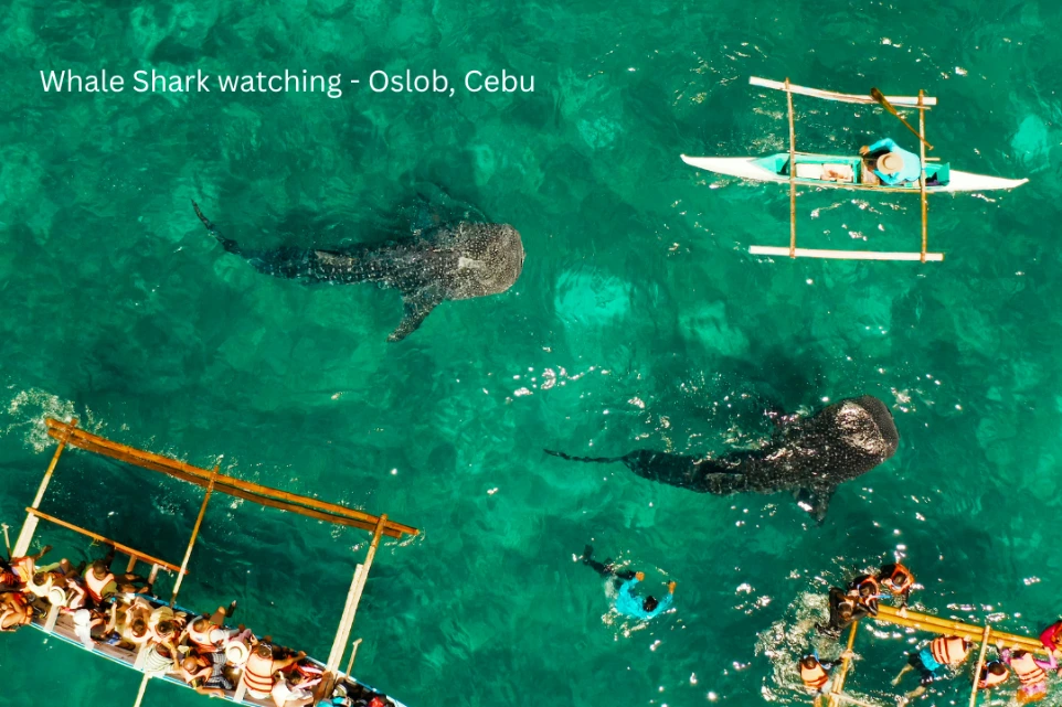 Whale Shark Watching - Oslob, Cebu, Philippines