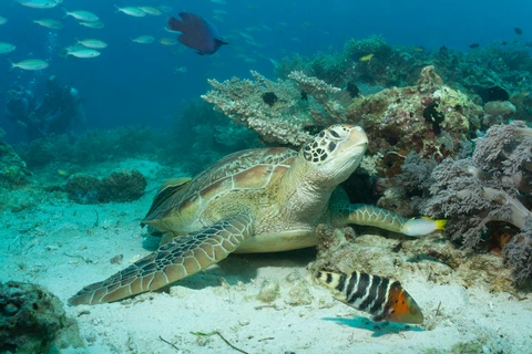 Sea Turtle